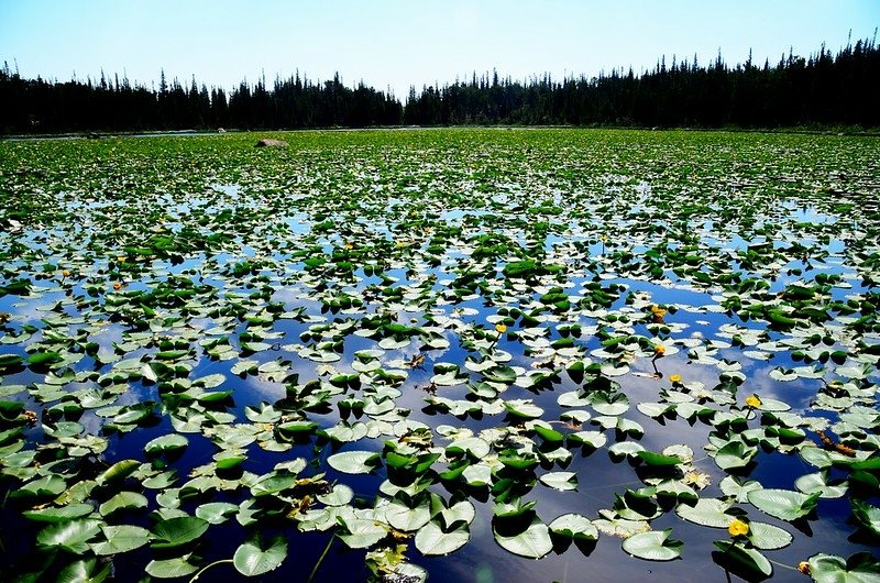 Yellow Water Lily (6)