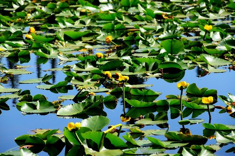 Yellow Water Lily (7)