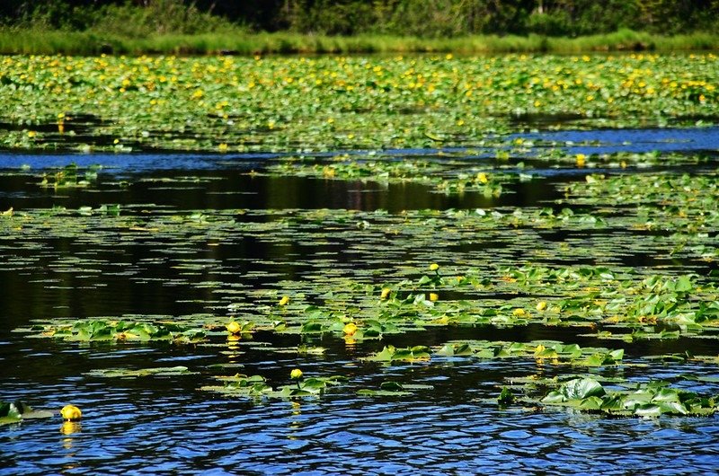 Yellow Water Lily (2)