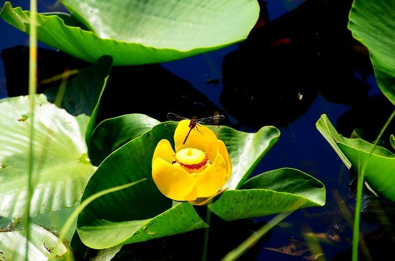 Yellow Water Lily (4)