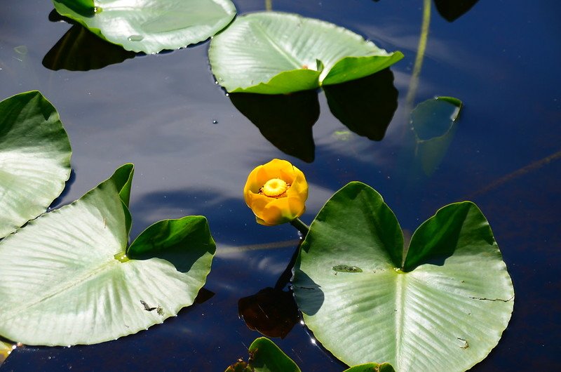 Yellow Water Lily (5)