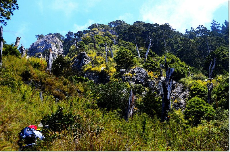 玉山前峰步道白木林 2