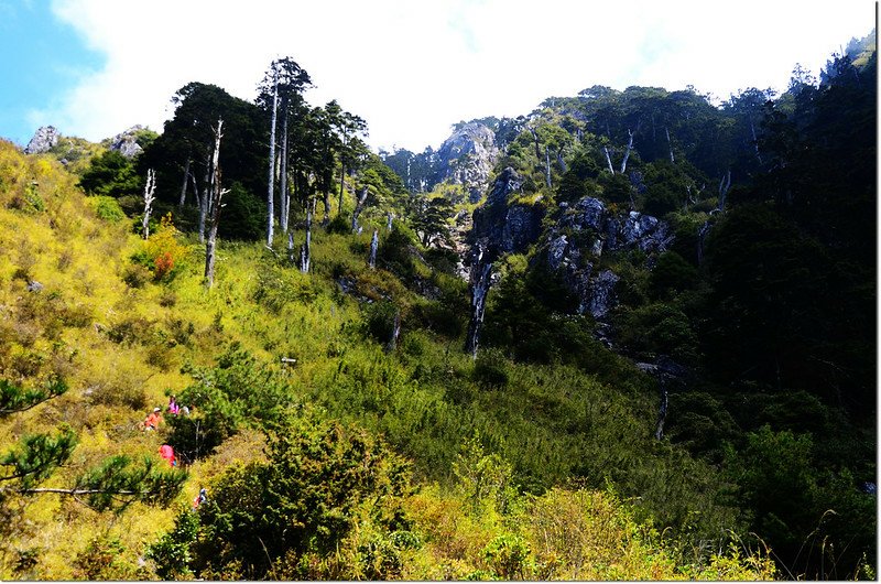 玉山前峰步道白木林 1