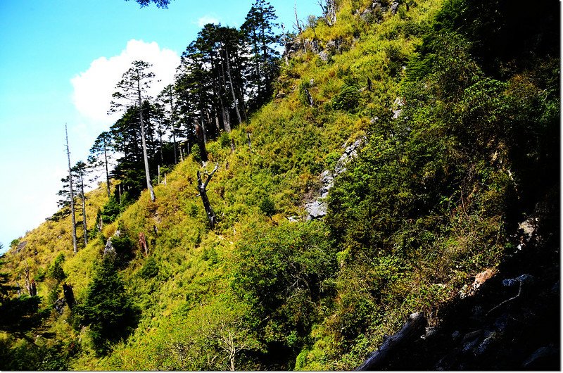 玉山前峰步道 5