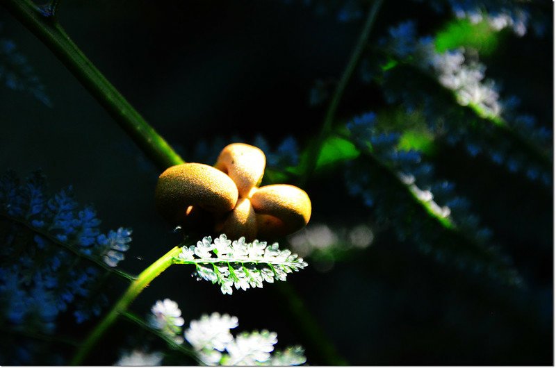 稀子蕨的不定芽