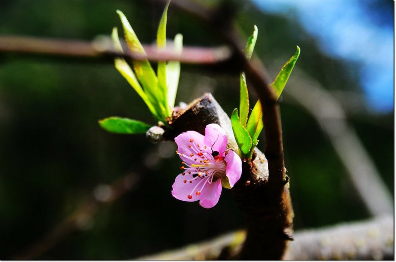 農園桃花 1