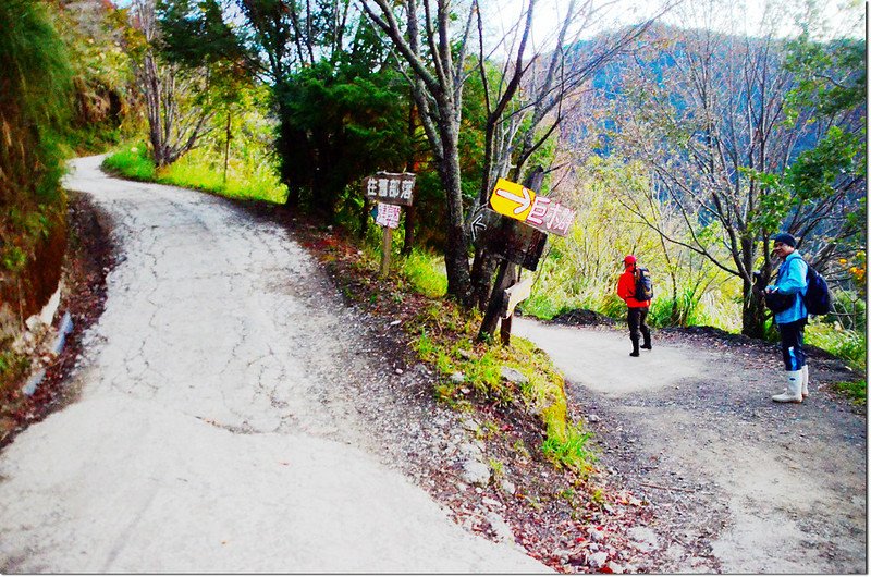 司馬庫斯舊部落、巨木群岔路