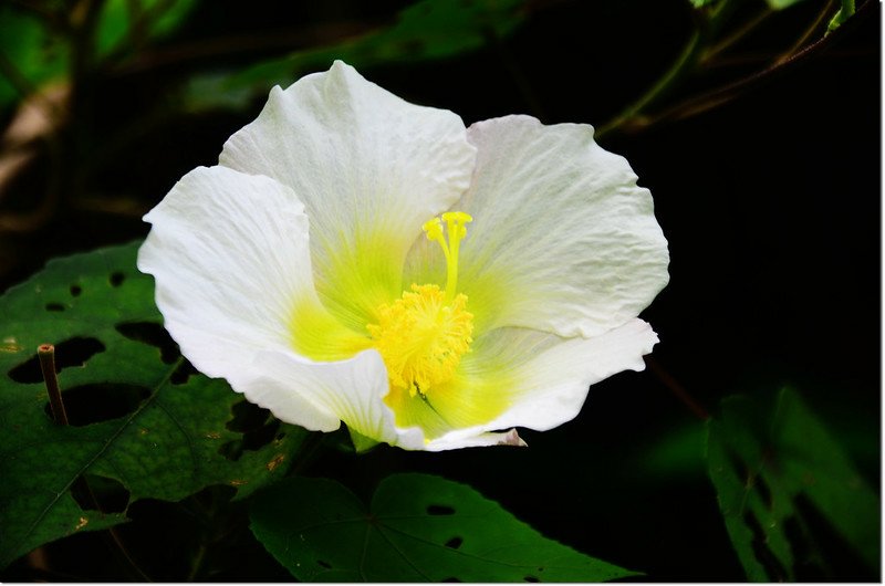 木芙蓉 1
