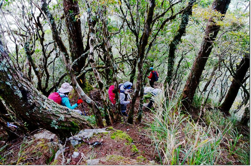 焦土山登山路徑 2