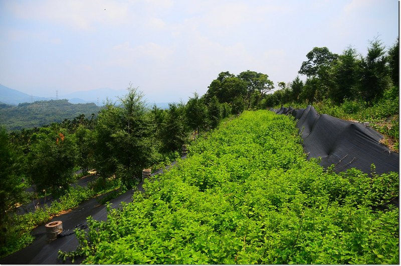 南大龜坑山稜線