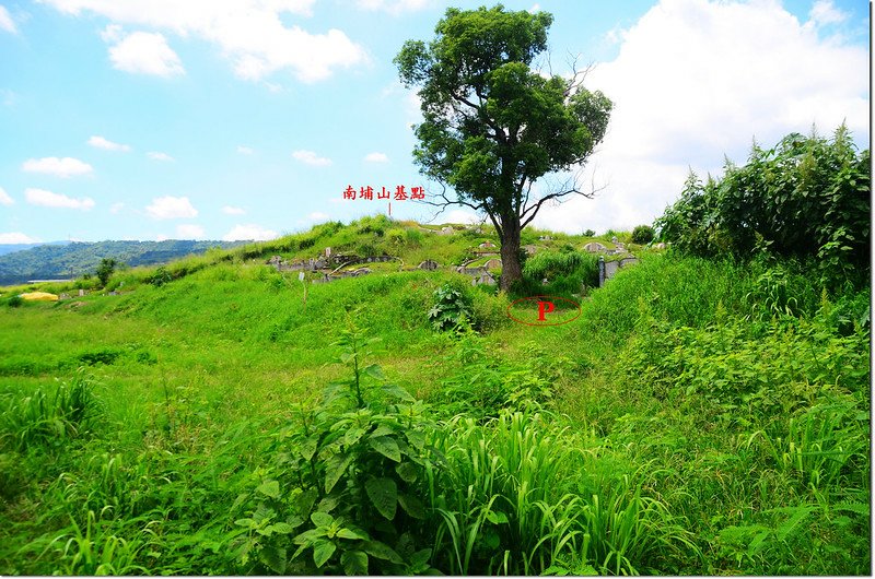 南埔山大樟樹停車處