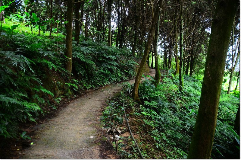 南坪山登山步道 1