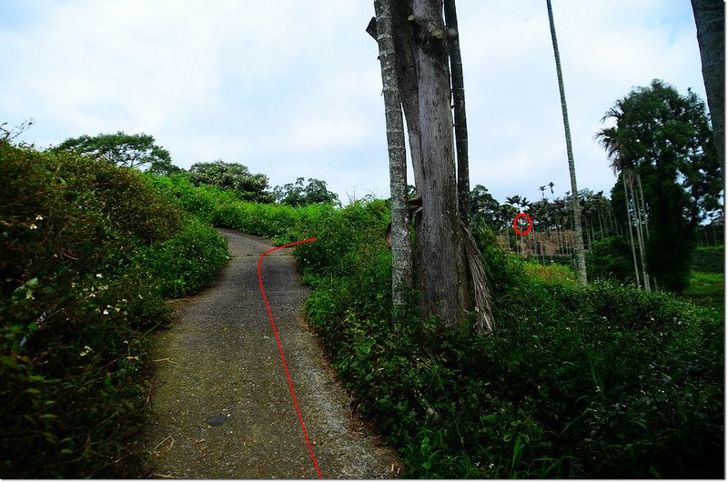 南坪山登山步道 2