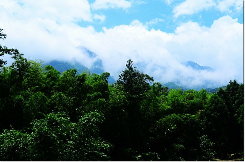 小半天竹林山景