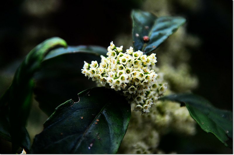 台灣山桂花