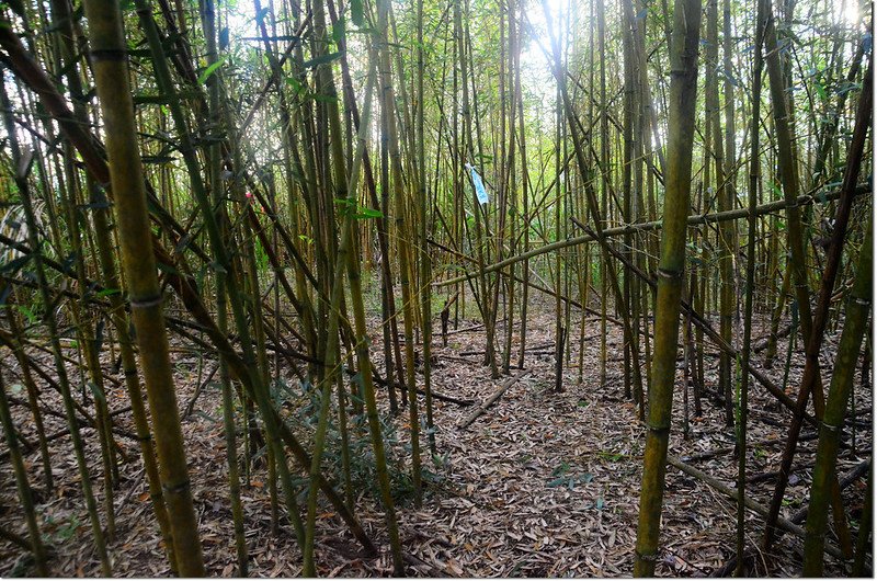 泥水溪山山頂竹林