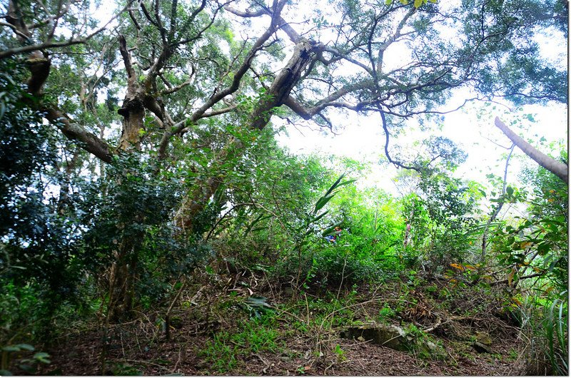 脹脹埔山基點點位