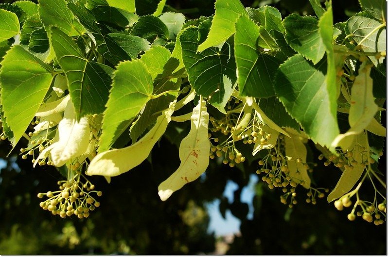 Linden tree, leaves &amp; flowers