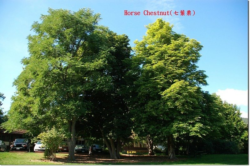 Horse Chestnut(七葉樹)~全株 1