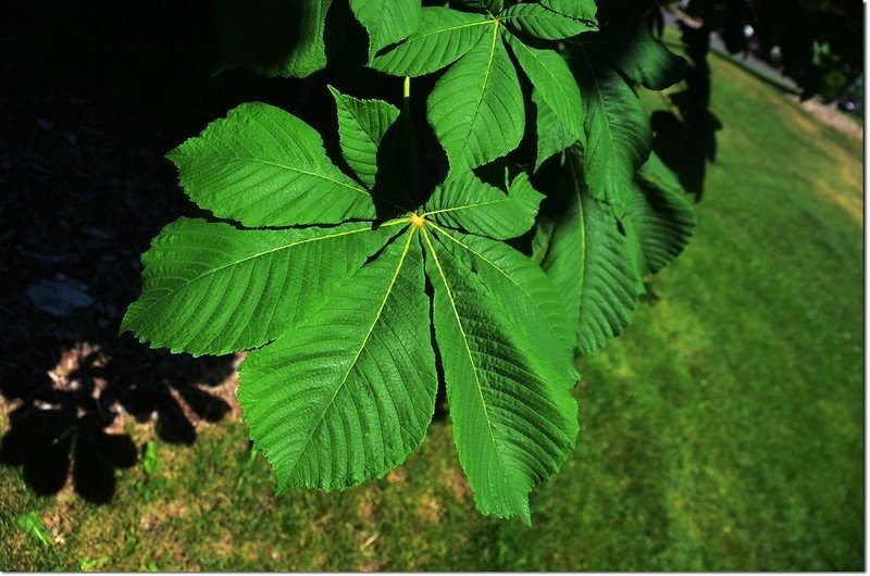 Horse Chestnut(七葉樹)~葉 1