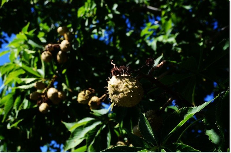 Horse Chestnut(七葉樹)~果 3