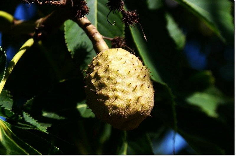 Horse Chestnut(七葉樹)~果 2