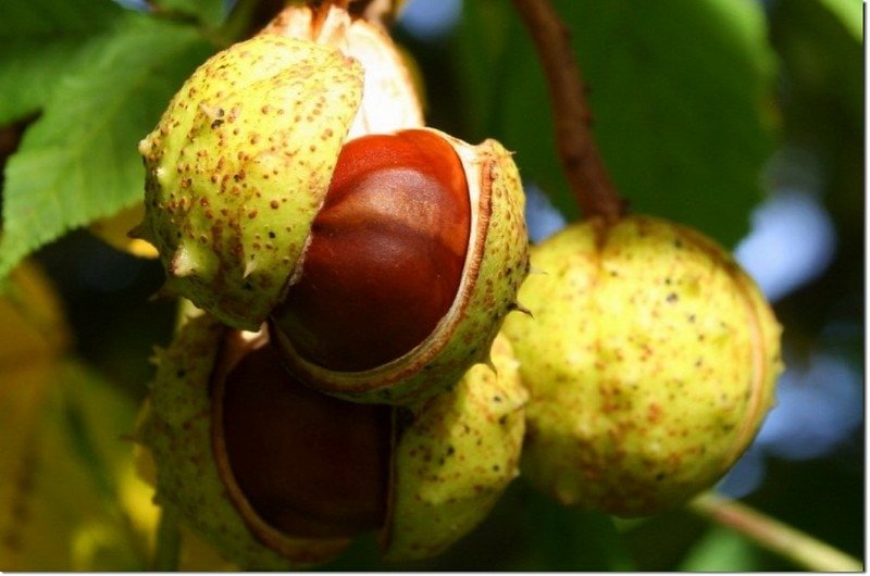 Horse Chestnut(七葉樹)~果實及種子