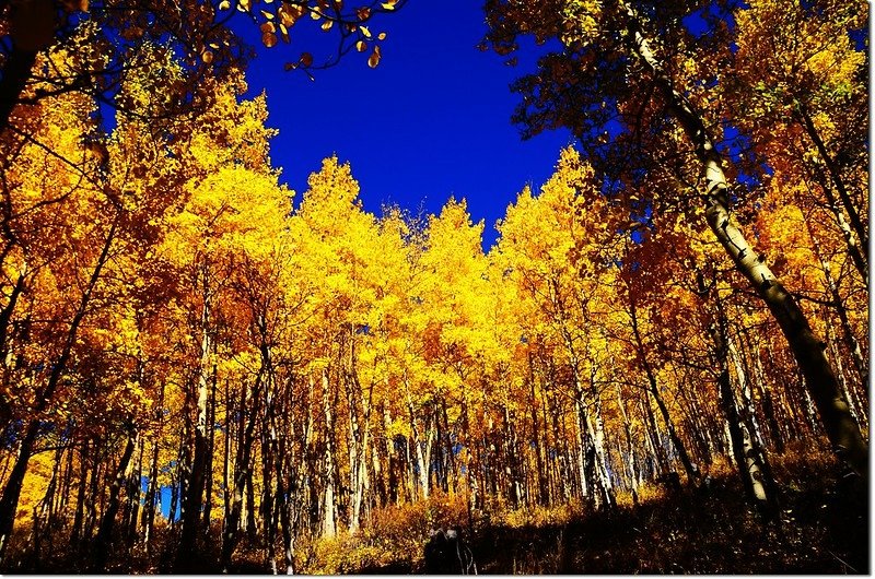 Fall colors at Kenosha Pass, Colorado (4)