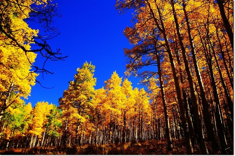 Fall colors at Kenosha Pass, Colorado (10)