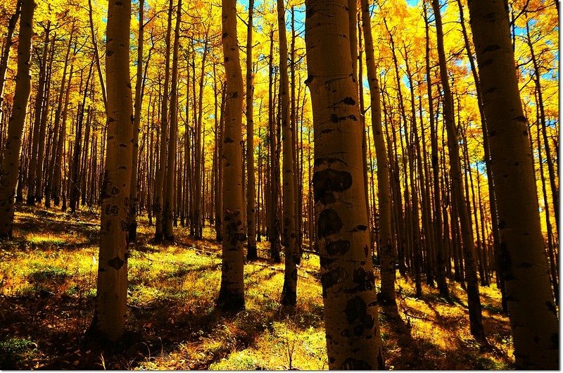 Fall colors at Kenosha Pass, Colorado (21)