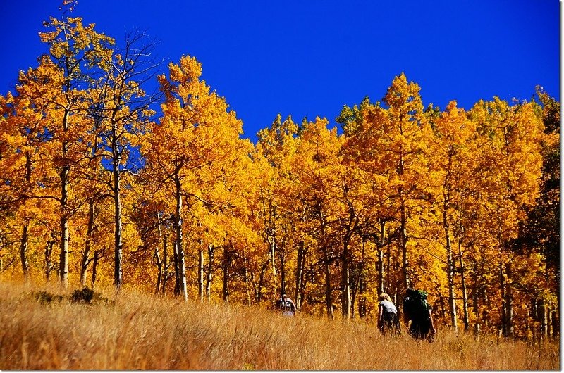 Fall colors at Kenosha Pass, Colorado (30)