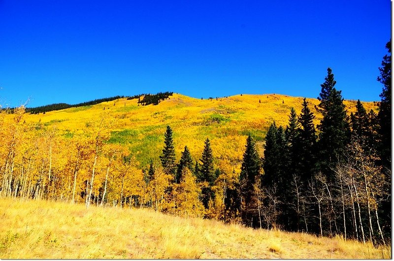 Fall colors at Kenosha Pass, Colorado (38)