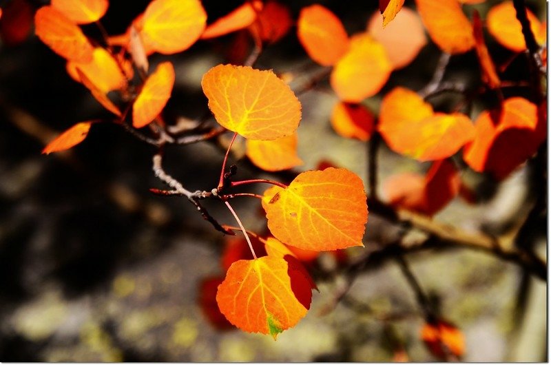 2015 Rockies in Fall, Bear Lake Area (29)