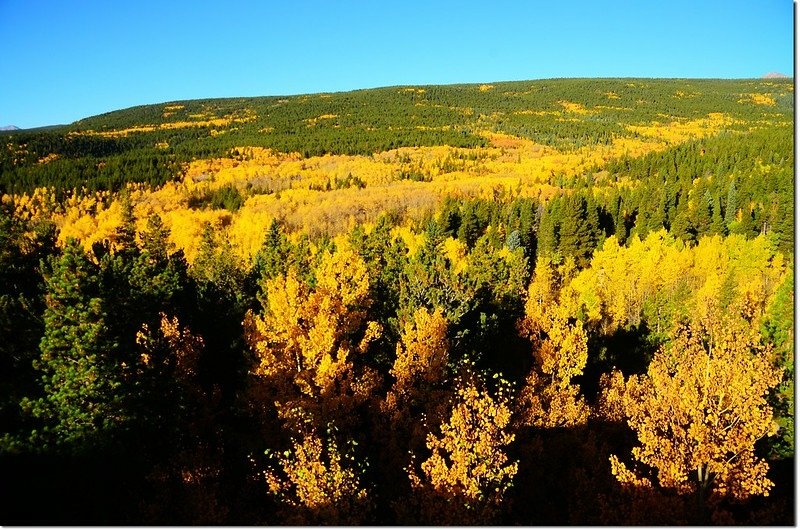 Fall colors by Peak to Peak HWY 1