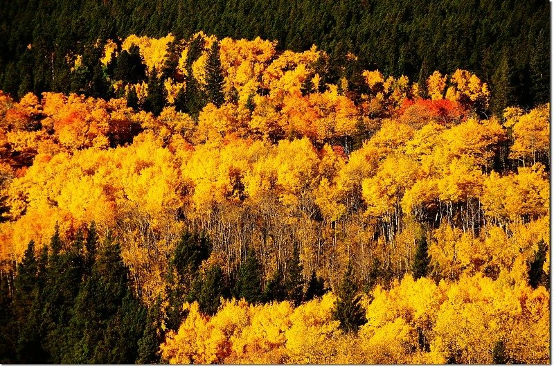 Fall colors by Peak to Peak HWY 2