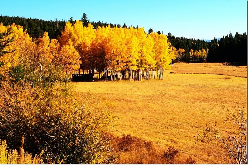 Fall colors by Peak to Peak HWY 6