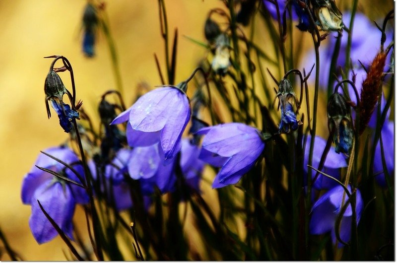 Mountain Harebell(Bluebell)