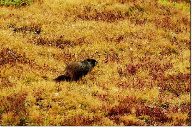 Marmot 1