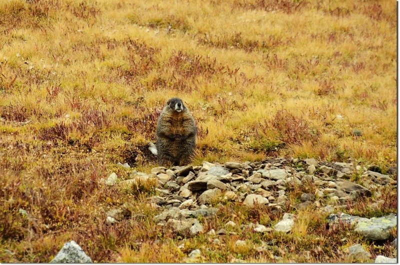 Marmot 2