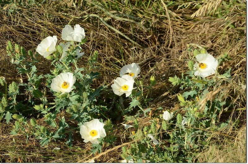 White Poppy flower 2