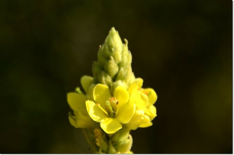 Common Mullein 2