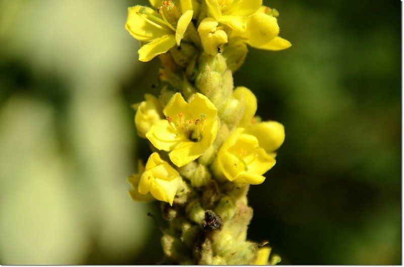 Common Mullein 1