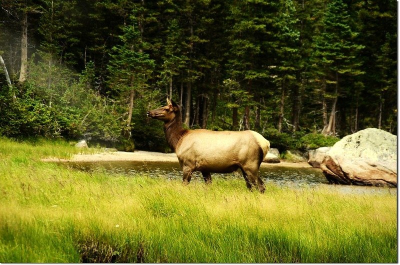 Elk at Jewel Lake 3