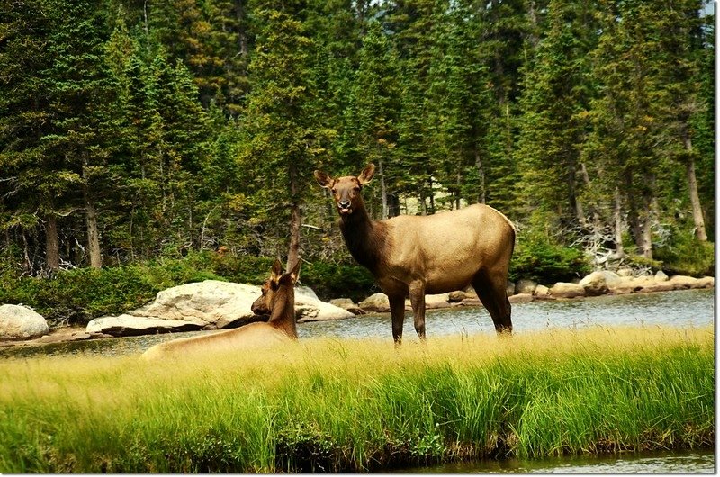 Elk at Jewel Lake 2