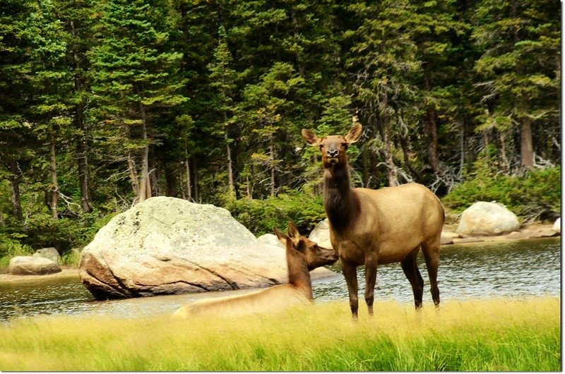 Elk at Jewel Lake 1