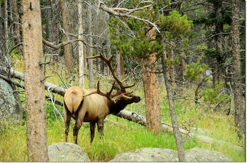 Elk 4