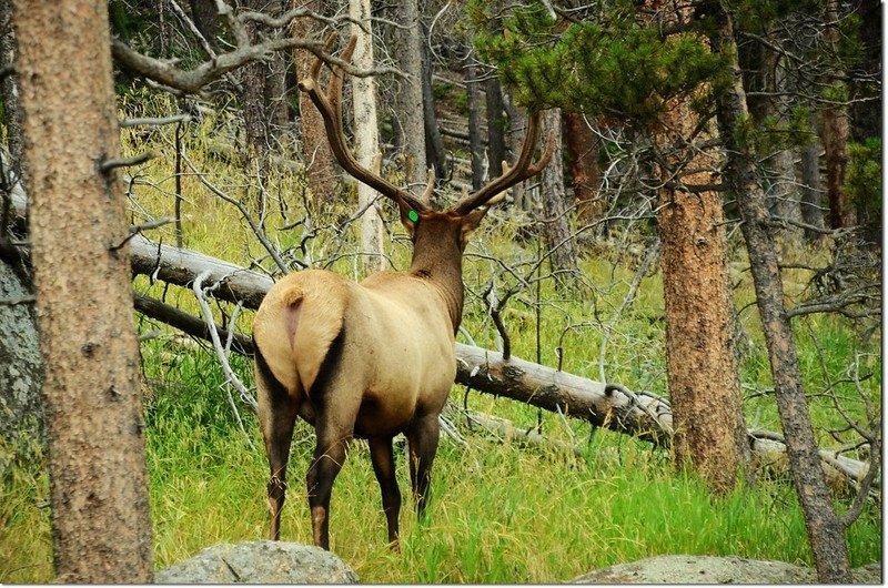 Elk 3