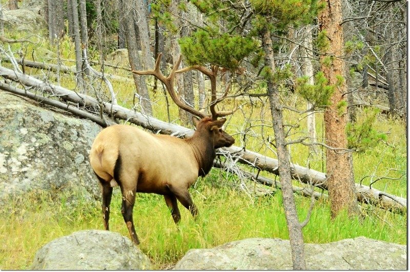 Elk 2