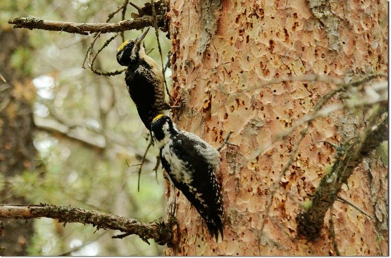 Woodpeckers 2