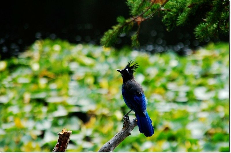 Steller&apos;s Jay 1